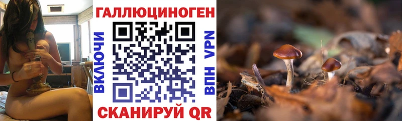 как найти закладки  Сертолово  Псилоцибиновые грибы Psilocybe 